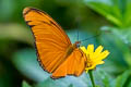 Julia Heliconian Dryas iulia moderata