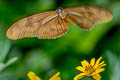 Julia Heliconian Dryas iulia moderata