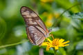 Julia Heliconian Dryas iulia moderata