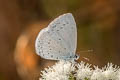 Jyntea Hedge Blue Celastrina argiolus iynteana (Hill Hedge Blue)