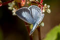 Jyntea Hedge Blue Celastrina argiolus iynteana (Hill Hedge Blue)