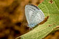 Jyntea Hedge Blue Celastrina argiolus iynteana (Hill Hedge Blue)