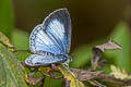 Jyntea Hedge Blue Celastrina argiolus iynteana (Hill Hedge Blue)