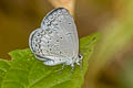 Jyntea Hedge Blue Celastrina argiolus iynteana (Hill Hedge Blue)