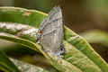 Kabru Hairstreak Chrysozephyrus kabrua philipi (Kabrua Hairstreak)