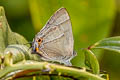 Kabru Hairstreak Chrysozephyrus kabrua philipi (Kabrua Hairstreak)