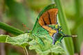 Kaiser-I-Hind Teinopalpus imperialis 