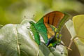 Kaiser-I-Hind Teinopalpus imperialis 