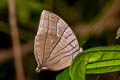 Koh-I-Noor Amathuxidia amythaon dilucida