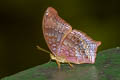 Large Assyrian Terinos atlita teuthras