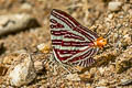 Large Long-banded Silverline Spindasis seliga sp. nov.