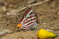 Large Long-banded Silverline Spindasis seliga sp. nov.