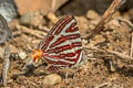 Large Long-banded Silverline Spindasis seliga sp. nov.