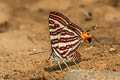 Large Long-banded Silverline Spindasis seliga sp. nov.