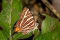 Large Long-banded Silverline Spindasis seliga sp. nov.