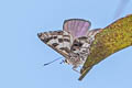 Large Pointed Pierrot Niphanda tessellata tessellata