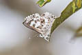 Large Pointed Pierrot Niphanda tessellata tessellata