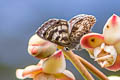 Large Pointed Pierrot Niphanda tessellata tessellata