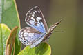 Large Pointed Pierrot Niphanda tessellata tessellata