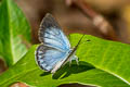 Large-spot Blue Caerulea coeligena chengmaica