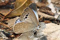 Large-spot Blue Caerulea coeligena chengmaica