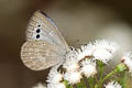 Large-spot Blue Caerulea coeligena chengmaica