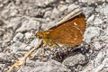 Large-spot Plain Ace Pedesta hyrie (Variable Ace)