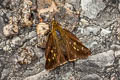 Large-spot Plain Ace Pedesta hyrie (Variable Ace)