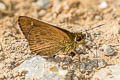Large-spot Plain Ace Pedesta hyrie (Variable Ace)