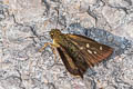 Large-spot Plain Ace Pedesta hyrie (Variable Ace)