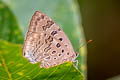 Large-spotted Oakblue Arhopala nicevillei