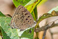 Large-spotted Oakblue Arhopala nicevillei