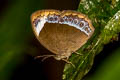 Large White-bar Bushbrown Mycalesis anaxioides