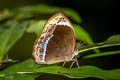 Large White-bar Bushbrown Mycalesis anaxioides