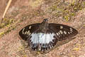 Large White Flat Satarupa gopala gopala