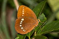 Large Faun Faunis eumeus incerta