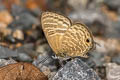 Large Fourline Blue Nacaduba pactolus continentalis