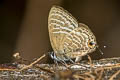 Large Fourline Blue Nacaduba pactolus continentalis