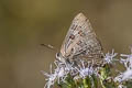 Large Guava Blue Virachola perse