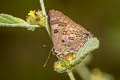 Large Guava Blue Virachola perse