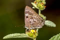 Large Guava Blue Virachola perse