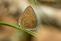 Large Metallic Oakblue Arhopala aedias agnis