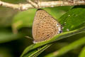 Large Metallic Oakblue Arhopala aedias agnis