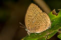 Large Metallic Oakblue Arhopala aedias agnis