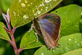 Large Oakblue Arhopala amantes amatrix