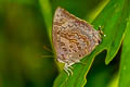 Large Oakblue Arhopala amantes amatrix