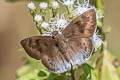 Large Snow Flat Tagiades gana meetana