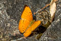 Large Yeoman Cirrochroa aoris olivacea