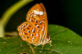 Larger Harlequin Taxila haquinus haquinus