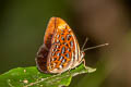 Larger Harlequin Taxila haquinus haquinus